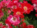 Scarlet Pearl rose photo