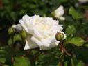 Sinsetsu rose photo