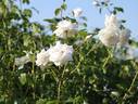 Sinsetsu rose photo