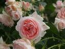 Cynthia Westcott rose photo