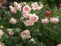 Cynthia Westcott rose photo