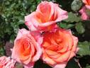 Tina Turner rose photo