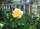Alliance Franco-Russe rose photo