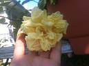 Alliance Franco-Russe rose photo