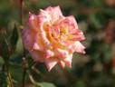 Cosetta ® rose photo