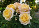 Beryl Bach rose photo