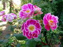 Cherries 'n' Cream™ rose photo