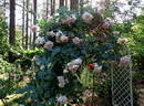 Morgengruss rose photo