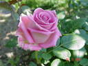 Aqua! rose photo