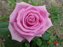 Aqua! rose photo