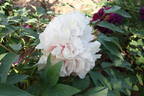 Lu Xiang Qiu peony photo