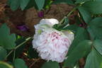 Lu Xiang Qiu peony photo