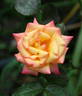 Solar Flair rose photo