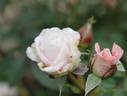 Peaches 'n' Cream rose photo