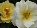 Sky's The Limit™ rose photo
