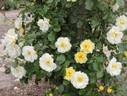 Sky's The Limit™ rose photo