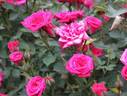 Prato Rosso rose photo