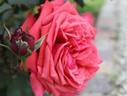 El Cid rose photo