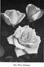 White Killarney rose photo