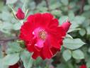 Royal Bassino ® rose photo