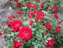 Royal Bassino ® rose photo