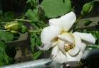 Creme Caramel rose photo