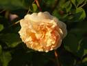 Morabito ® rose photo