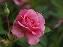 My Girl rose photo