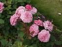 My Girl rose photo