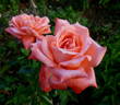 Hamburger Deern ™ rose photo