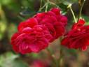 Bobino rose photo