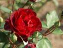 Bel Ami rose photo
