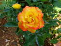 Flamenco rose photo