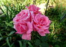 Nantucket rose photo