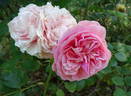 Wedding Cake rose photo