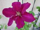 Ernest Markham clematis photo