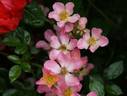 Aquitaine rose photo