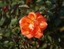 Wildfire rose photo
