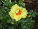 Eyeconic rose photo