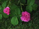 Orazio Vecchi rose photo