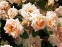 Peach Meillandina rose photo