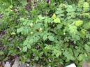 Rosa rugosa X Rosa xanthina rose photo