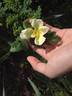 Rosa rugosa X Rosa xanthina rose photo