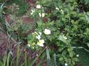 Rosa rugosa X Rosa xanthina rose photo