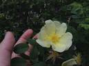 Rosa rugosa X Rosa xanthina rose photo