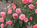 Maria McGredy rose photo