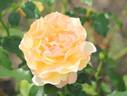 Heart of Gold rose photo