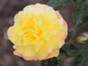 Heart of Gold rose photo