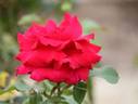 Victor Hugo rose photo