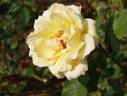 Golden Dawn Cl. rose photo
